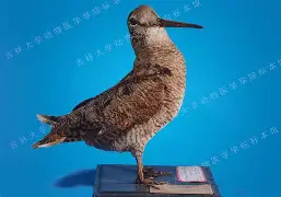 爱游戏app下载-暮頣KQS	)?嗁!鹬醶>WR覹"~3輱禍U79@僔犓](1\'G